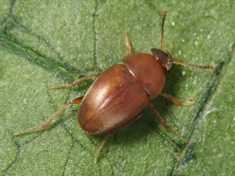 Cholevidae ?....Leiodidae Cholevinae !